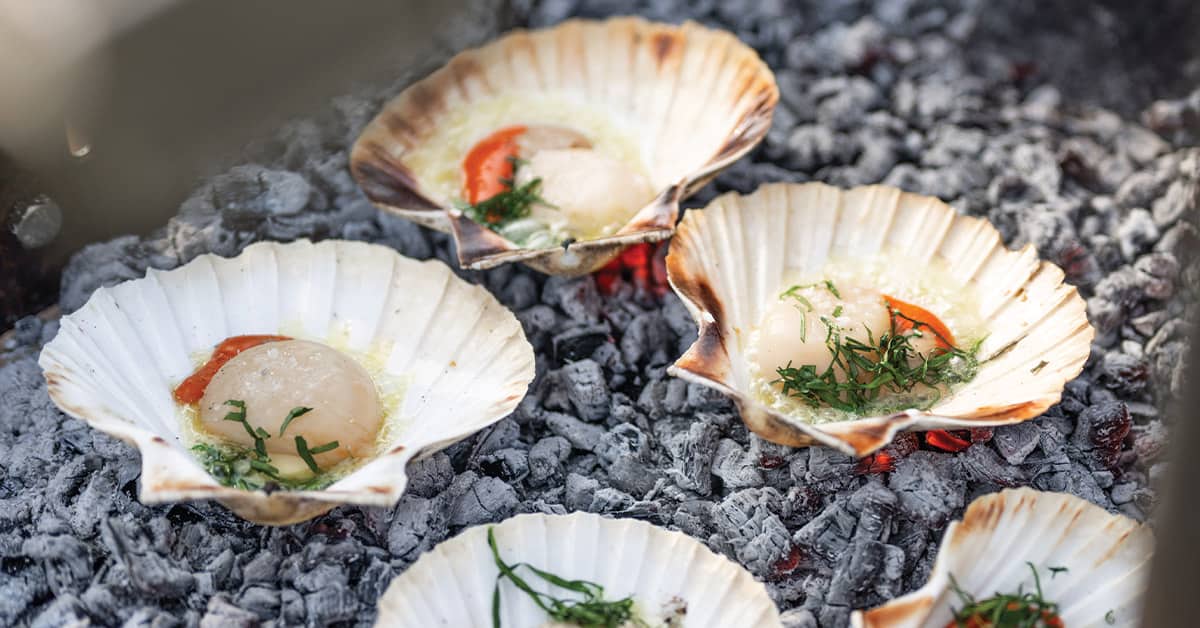 Fresh scallops sizzling in their shells over hot coals as part of a fire-led outdoor dining experience.